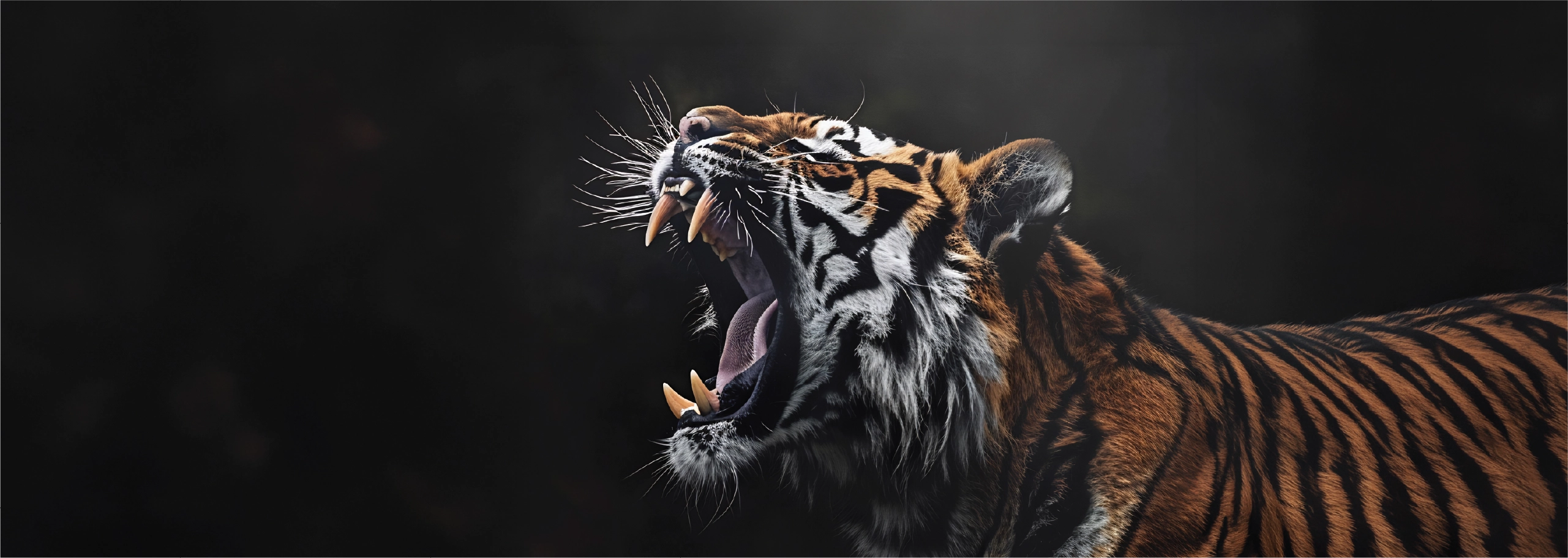 Lion walking in the wild
